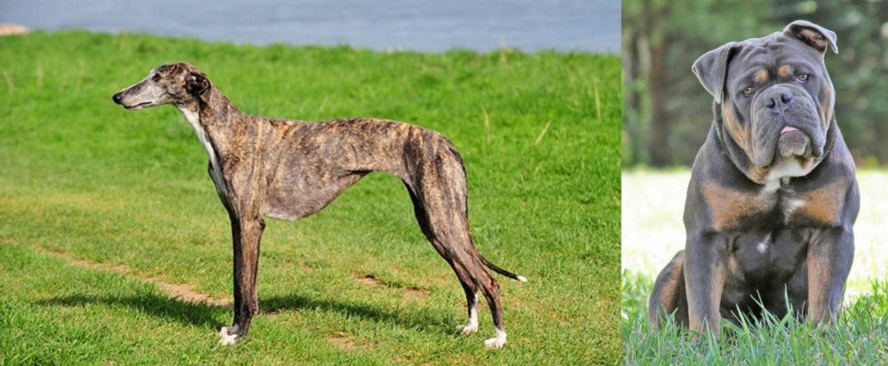 Olde English Bulldogge vs Galgo Espanol - Breed Comparison