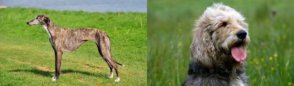 Otterhound vs Galgo Espanol - Breed Comparison