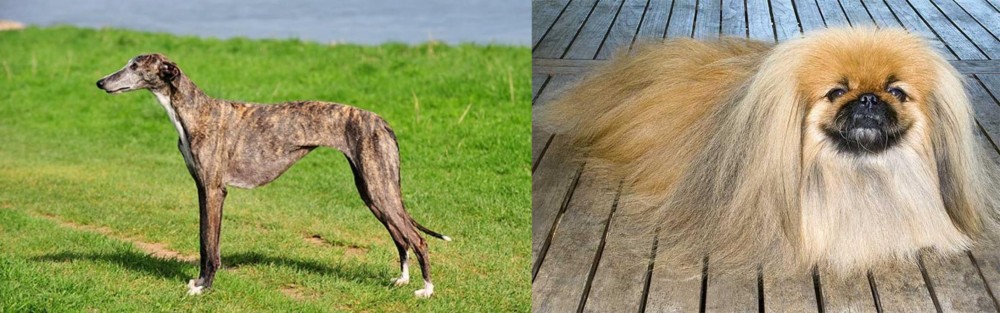 Pekingese vs Galgo Espanol - Breed Comparison