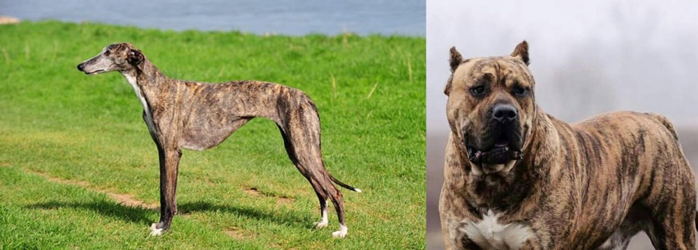 Perro de Presa Canario vs Galgo Espanol - Breed Comparison