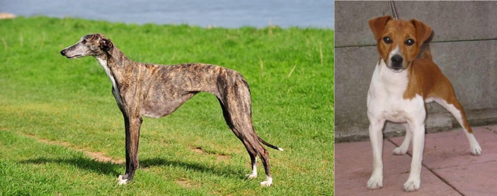 Plummer Terrier vs Galgo Espanol - Breed Comparison