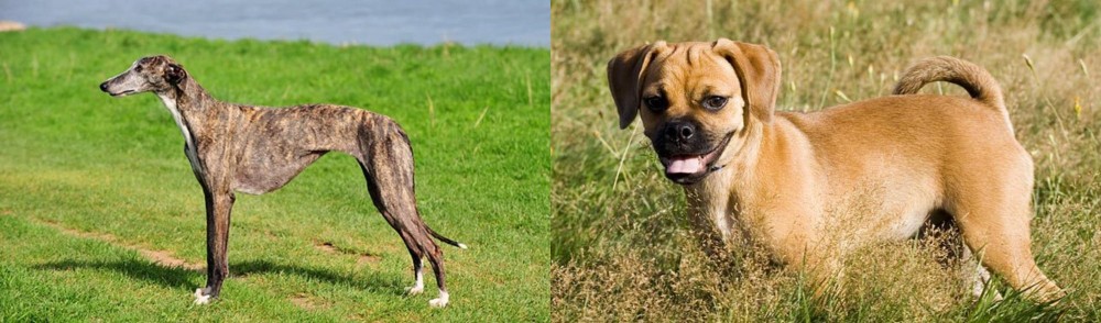 Puggle vs Galgo Espanol - Breed Comparison
