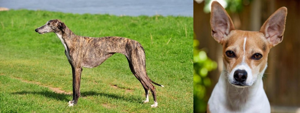 Rat Terrier vs Galgo Espanol - Breed Comparison