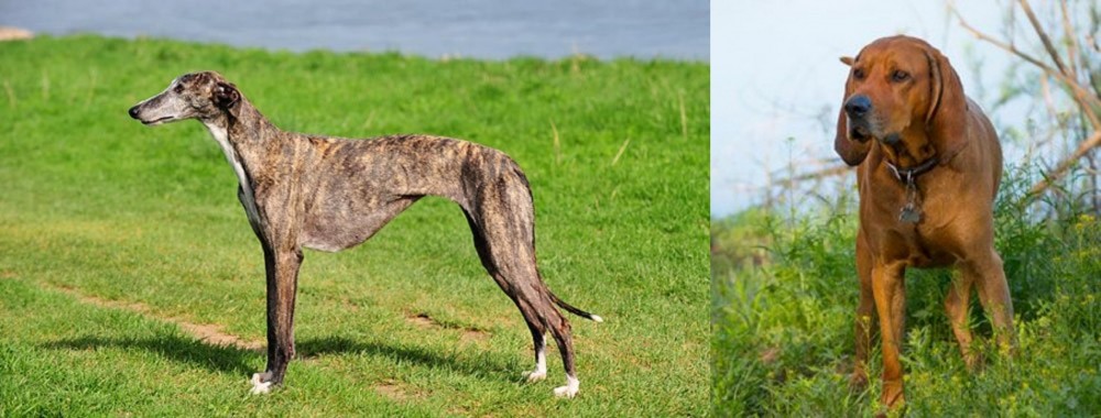 Redbone Coonhound vs Galgo Espanol - Breed Comparison