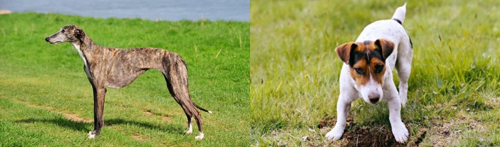 Russell Terrier vs Galgo Espanol - Breed Comparison