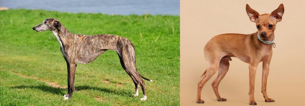 Russian Toy Terrier vs Galgo Espanol - Breed Comparison