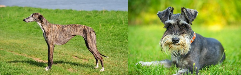 Schnauzer vs Galgo Espanol - Breed Comparison
