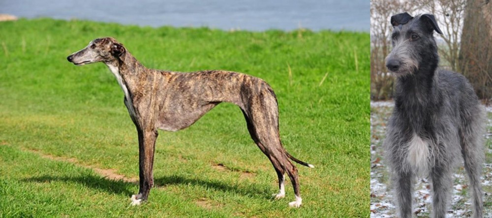 Scottish Deerhound vs Galgo Espanol - Breed Comparison