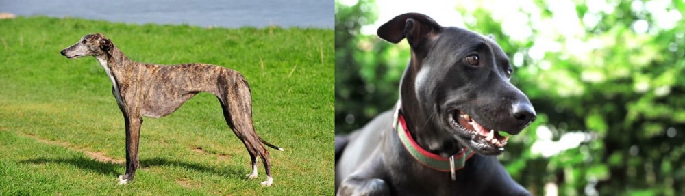Shepard Labrador vs Galgo Espanol - Breed Comparison