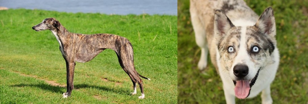 Shepherd Husky vs Galgo Espanol - Breed Comparison