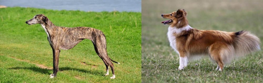Shetland Sheepdog vs Galgo Espanol - Breed Comparison
