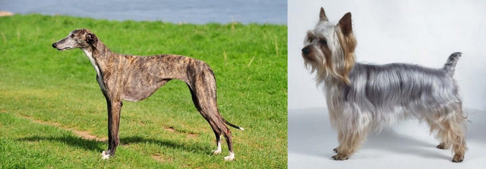 Silky Terrier vs Galgo Espanol - Breed Comparison