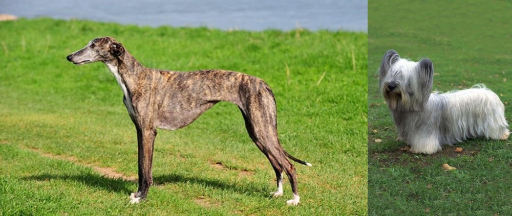 Skye Terrier vs Galgo Espanol - Breed Comparison