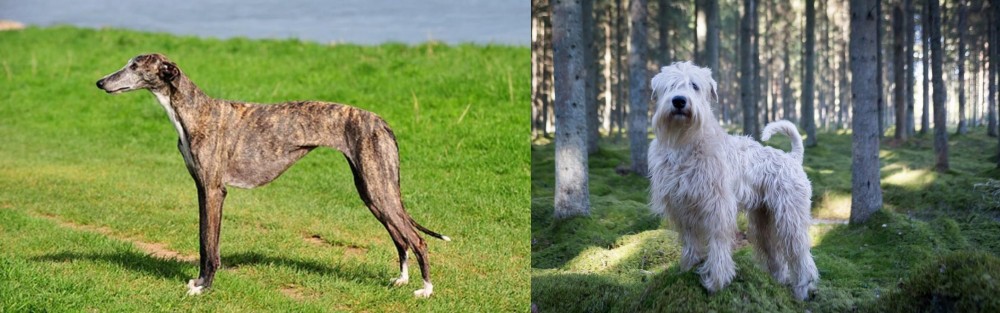 Soft-Coated Wheaten Terrier vs Galgo Espanol - Breed Comparison