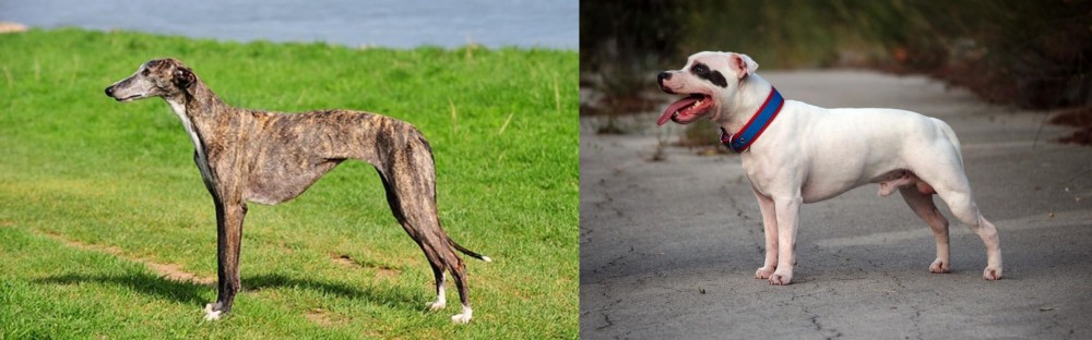 Staffordshire Bull Terrier vs Galgo Espanol - Breed Comparison