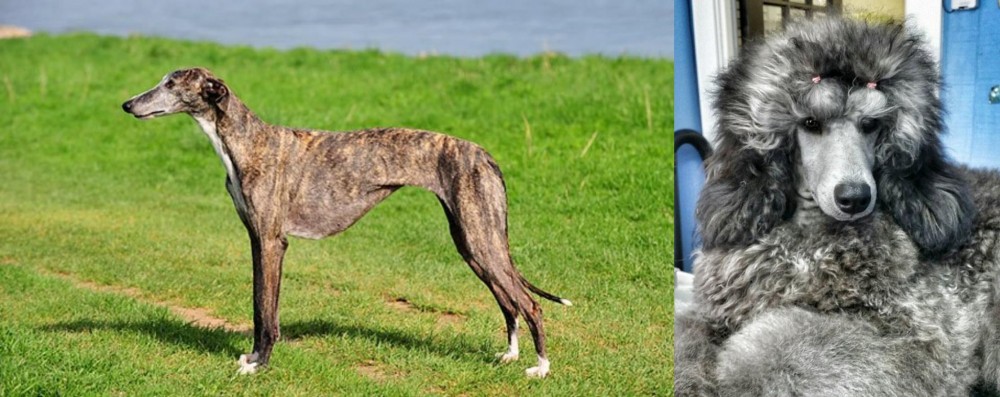 Standard Poodle vs Galgo Espanol - Breed Comparison
