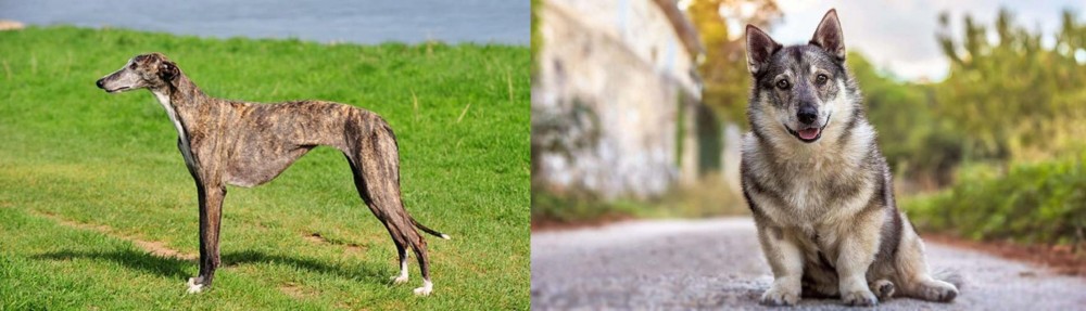 Swedish Vallhund vs Galgo Espanol - Breed Comparison