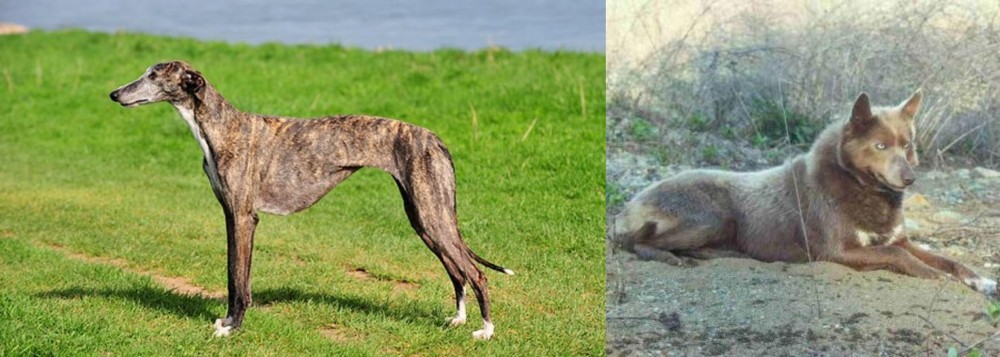 Tahltan Bear Dog vs Galgo Espanol - Breed Comparison