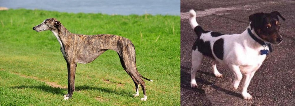 Teddy Roosevelt Terrier vs Galgo Espanol - Breed Comparison