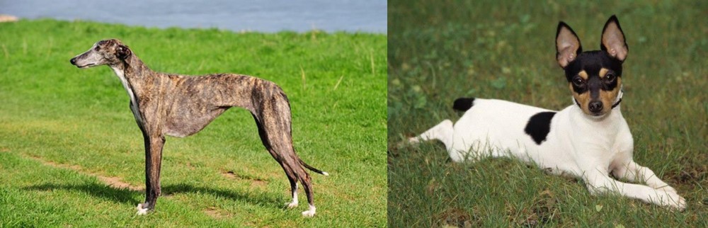 Toy Fox Terrier vs Galgo Espanol - Breed Comparison