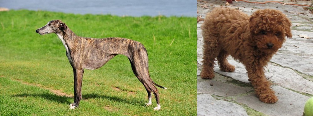 Toy Poodle vs Galgo Espanol - Breed Comparison