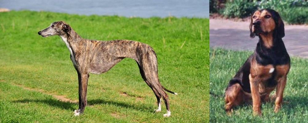 Tyrolean Hound vs Galgo Espanol - Breed Comparison