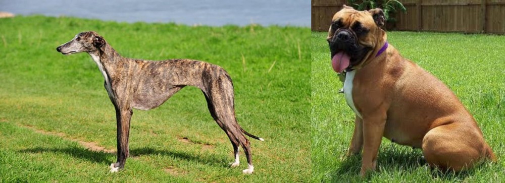 Valley Bulldog vs Galgo Espanol - Breed Comparison