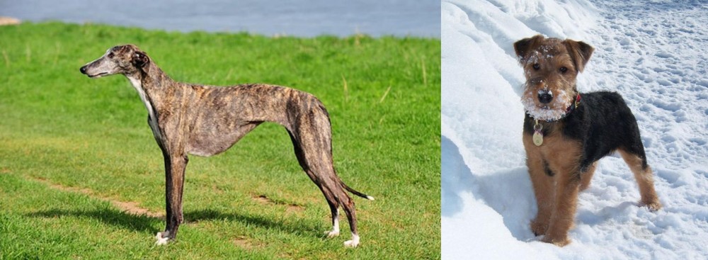 Welsh Terrier vs Galgo Espanol - Breed Comparison