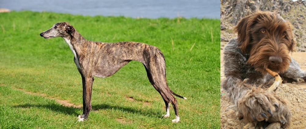 Wirehaired Pointing Griffon vs Galgo Espanol - Breed Comparison