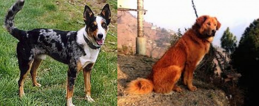 Himalayan Sheepdog vs German Coolie - Breed Comparison