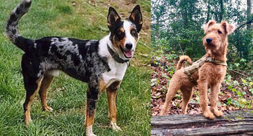 Irish Terrier vs German Coolie - Breed Comparison