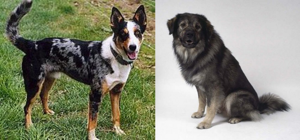 Istrian Sheepdog vs German Coolie - Breed Comparison