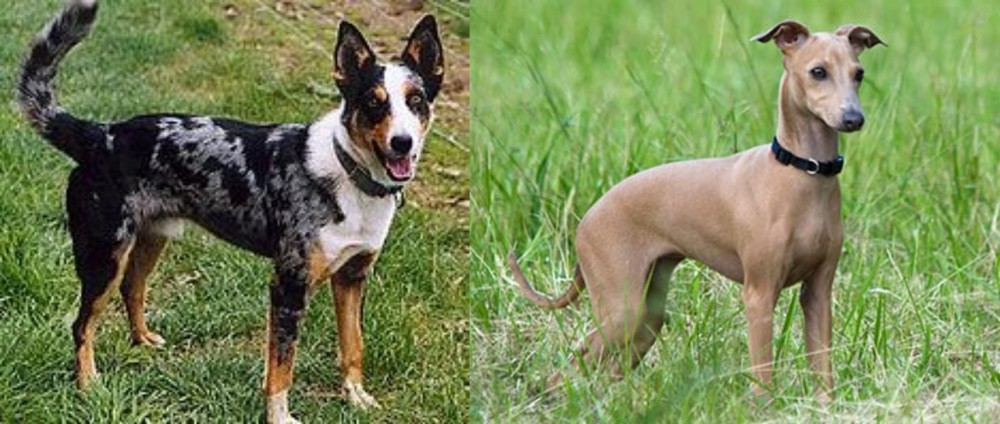 Italian Greyhound vs German Coolie - Breed Comparison