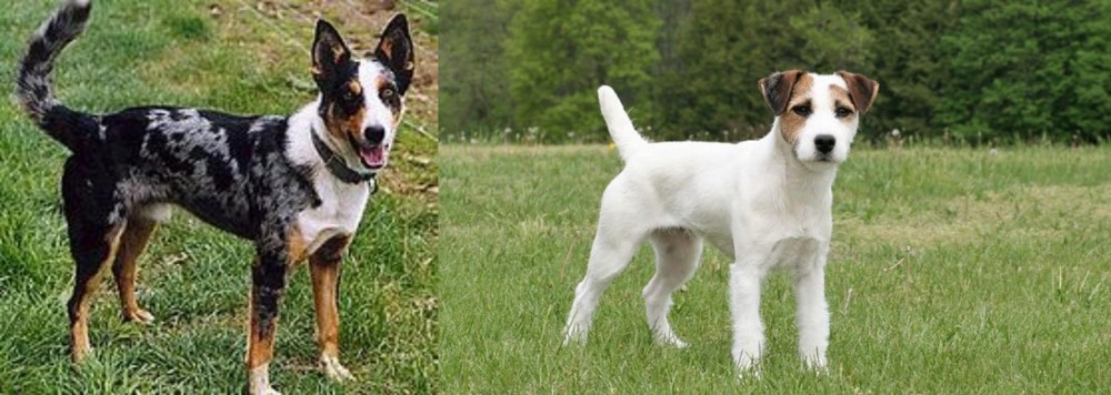 Jack Russell Terrier vs German Coolie - Breed Comparison