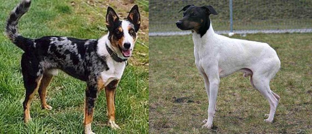 Japanese Terrier vs German Coolie - Breed Comparison