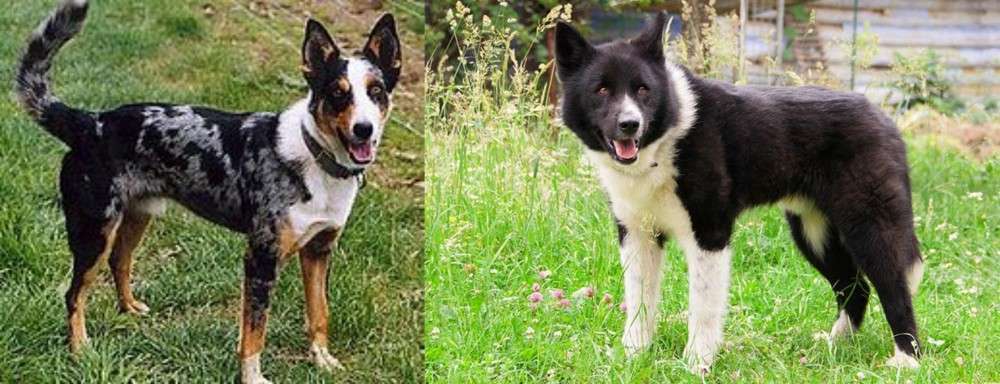 Karelian Bear Dog vs German Coolie - Breed Comparison