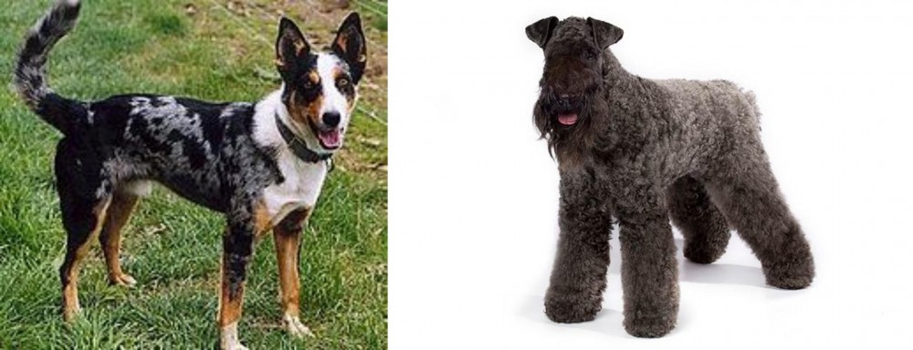 Kerry Blue Terrier vs German Coolie - Breed Comparison