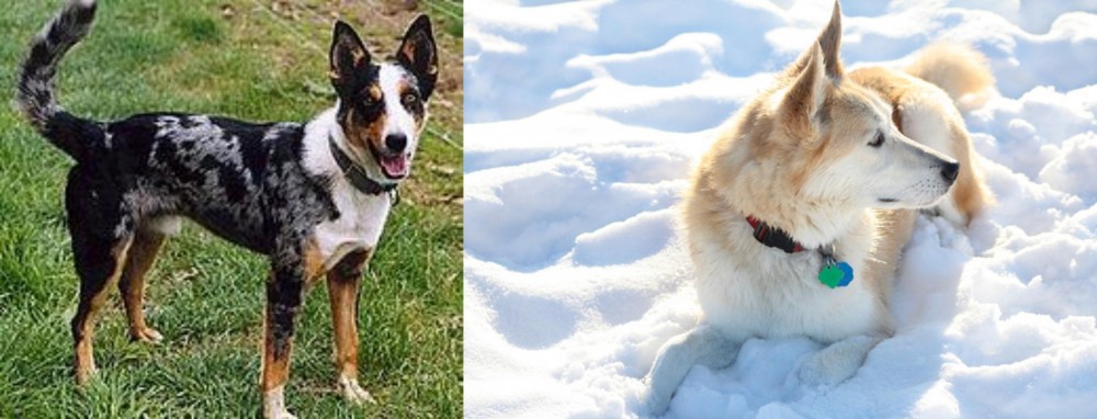 Labrador Husky vs German Coolie - Breed Comparison