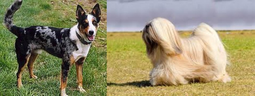 Lhasa Apso vs German Coolie - Breed Comparison