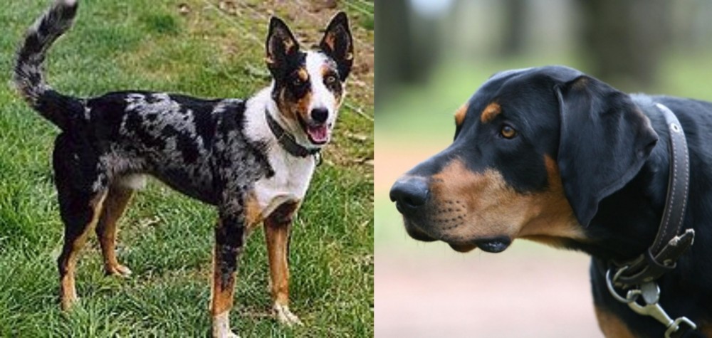 Lithuanian Hound vs German Coolie - Breed Comparison