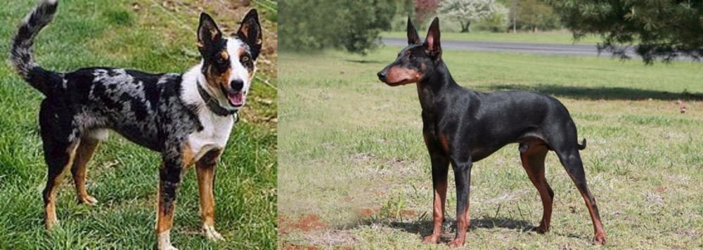 Manchester Terrier vs German Coolie - Breed Comparison