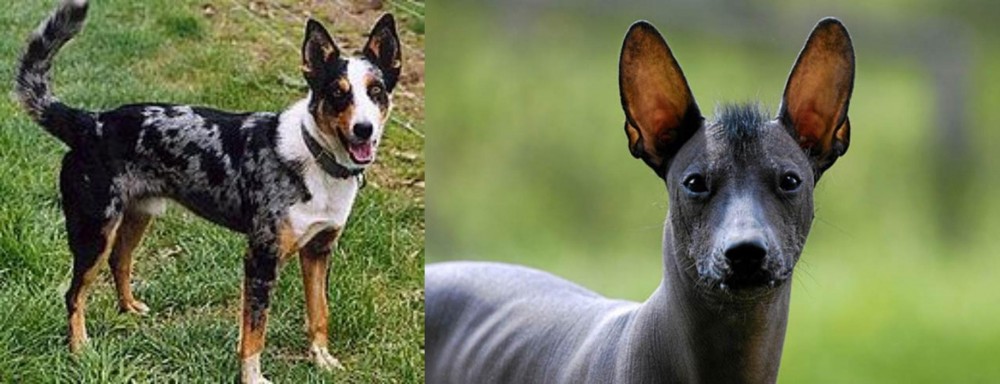 Mexican Hairless vs German Coolie - Breed Comparison