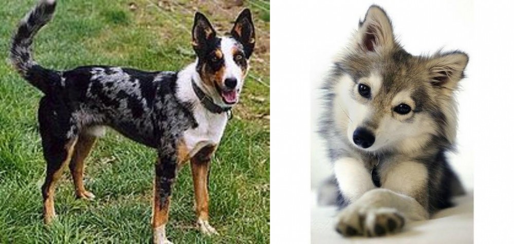 Miniature Siberian Husky vs German Coolie - Breed Comparison