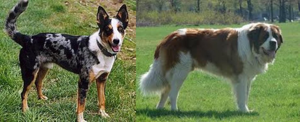 Moscow Watchdog vs German Coolie - Breed Comparison