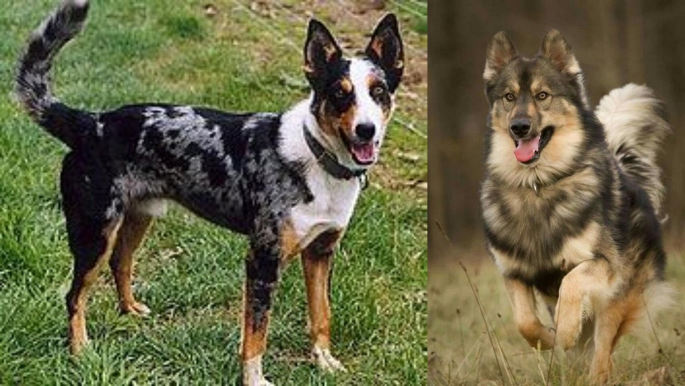Native American Indian Dog vs German Coolie - Breed Comparison