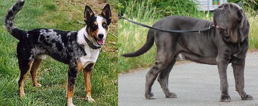 Neapolitan Mastiff vs German Coolie - Breed Comparison