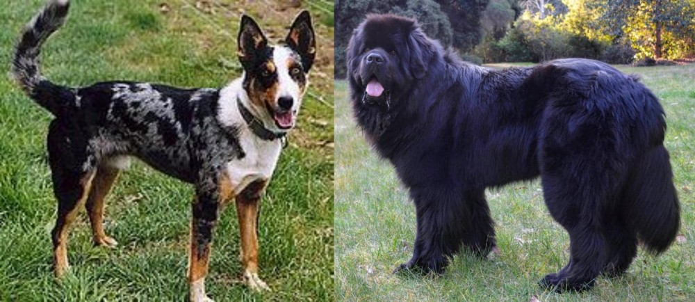 Newfoundland Dog vs German Coolie - Breed Comparison