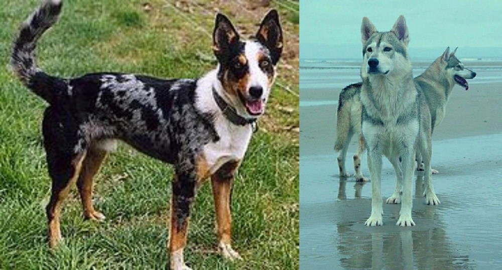Northern Inuit Dog vs German Coolie - Breed Comparison