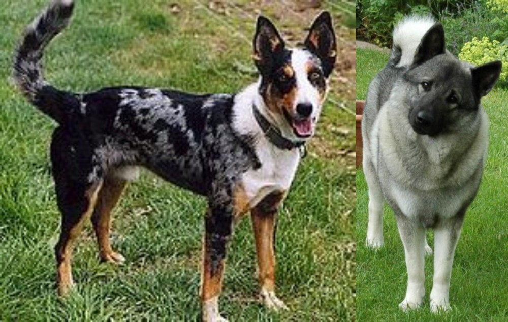 Norwegian Elkhound vs German Coolie - Breed Comparison