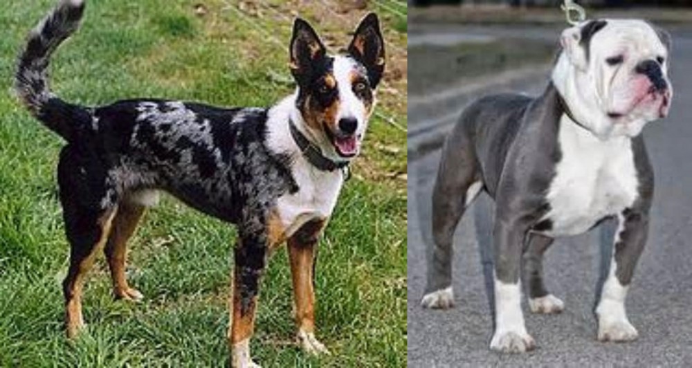 Old English Bulldog vs German Coolie - Breed Comparison